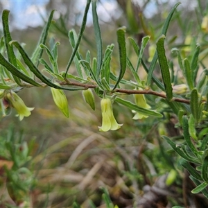 Billardiera scandens (Hairy Apple Berry) at Bombay, NSW by MatthewFrawley