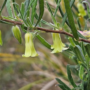 Billardiera scandens at Bombay, NSW - 23 Nov 2024