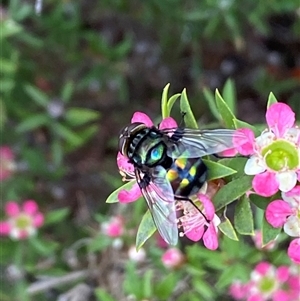 Rutilia (Chrysorutilia) sp. (genus & subgenus) at Jerrabomberra, NSW - suppressed