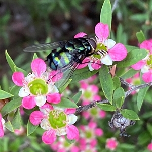 Rutilia (Chrysorutilia) sp. (genus & subgenus) at Jerrabomberra, NSW - suppressed