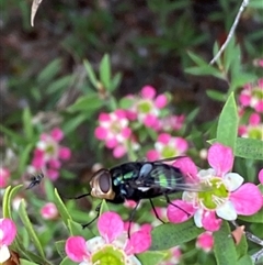 Rutilia (Chrysorutilia) sp. (genus & subgenus) at Jerrabomberra, NSW - suppressed