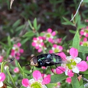 Rutilia (Chrysorutilia) sp. (genus & subgenus) at Jerrabomberra, NSW - suppressed