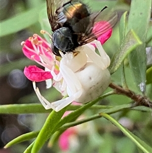 Thomisus spectabilis at Jerrabomberra, NSW - suppressed