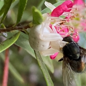 Thomisus spectabilis at Jerrabomberra, NSW - suppressed