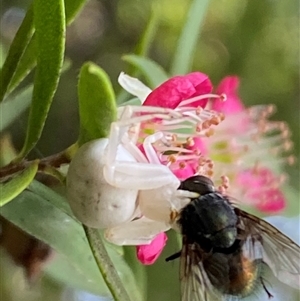 Thomisus spectabilis at Jerrabomberra, NSW - suppressed