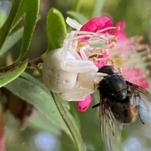 Thomisus spectabilis at Jerrabomberra, NSW - suppressed