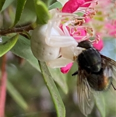 Thomisus spectabilis at Jerrabomberra, NSW - suppressed