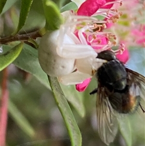 Thomisus spectabilis at Jerrabomberra, NSW - suppressed