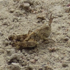 Unidentified Grasshopper (several families) at West Hobart, TAS - 23 Nov 2024 by VanessaC