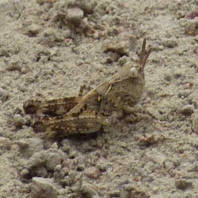 Unidentified Grasshopper (several families) at West Hobart, TAS - 23 Nov 2024 by VanessaC