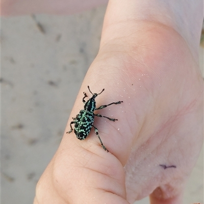 Chrysolopus spectabilis (Botany Bay Weevil) at Port Kembla, NSW - 23 Nov 2024 by PaperbarkNativeBees