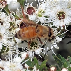 Apis mellifera (European honey bee) at West Wodonga, VIC - 22 Nov 2024 by KylieWaldon