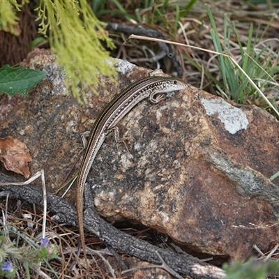 Ctenotus robustus (Robust Striped-skink) at Hall, ACT - 23 Nov 2024 by Anna123