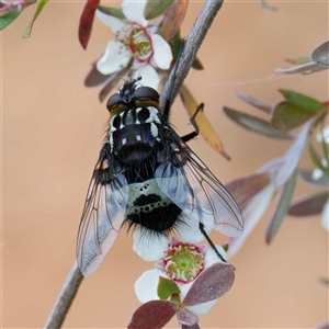 Amphibolia (Amphibolia) sp. (genus & subgenus) at Uriarra Village, ACT - 22 Nov 2024