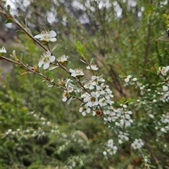 Leptospermum obovatum (River Tea Tree) at Bombay, NSW - 23 Nov 2024 by MatthewFrawley