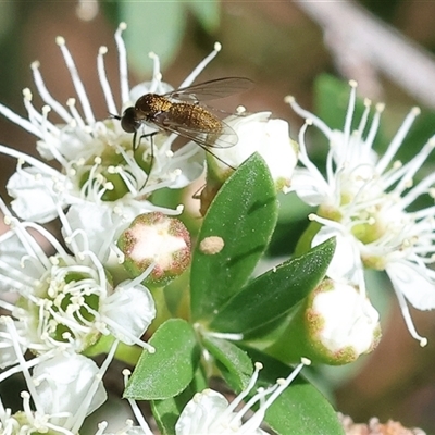 Geron sp. (genus) (Slender Bee Fly) at West Wodonga, VIC - 22 Nov 2024 by KylieWaldon