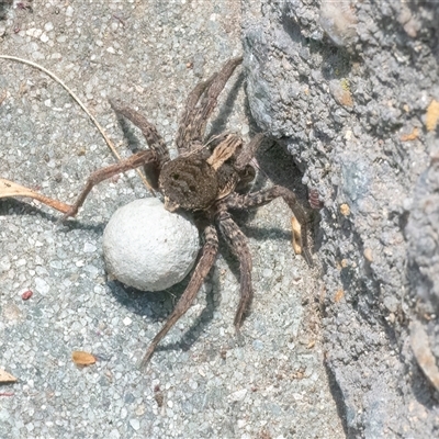 Venatrix sp. (genus) (Unidentified Venatrix wolf spider) at Googong, NSW - 23 Nov 2024 by WHall