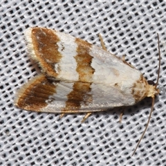 Maliattha ritsemae (A Noctuid moth (Acontiinae) by PJH123