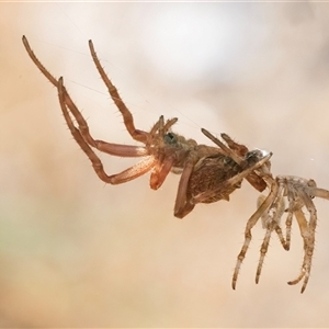 Araneidae (family) at Googong, NSW - 23 Nov 2024