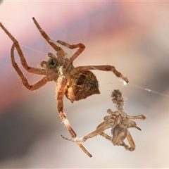 Araneidae (family) at Googong, NSW - 23 Nov 2024