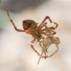 Araneidae (family) at Googong, NSW - 23 Nov 2024 01:24 PM