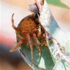 Araneidae (family) at Googong, NSW - 23 Nov 2024