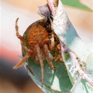 Araneidae (family) at Googong, NSW - 23 Nov 2024