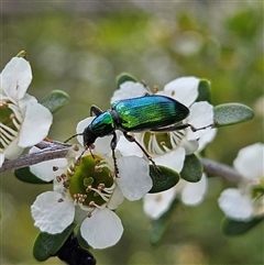 Lepturidea viridis (Green comb-clawed beetle) at Bombay, NSW - 23 Nov 2024 by MatthewFrawley