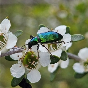 Lepturidea viridis at Bombay, NSW - 23 Nov 2024 04:12 PM