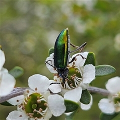 Lepturidea viridis at Bombay, NSW - 23 Nov 2024