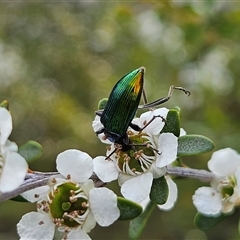 Lepturidea viridis at Bombay, NSW - 23 Nov 2024