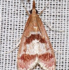 Syntonarcha vulnerata (A Crambid Moth) at Sheldon, QLD - 8 Mar 2024 by PJH123