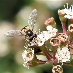 Syrphini (tribe) (Unidentified syrphine hover fly) at West Wodonga, VIC - 23 Nov 2024 by KylieWaldon