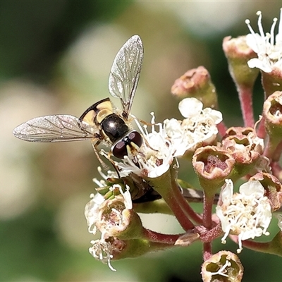 Syrphini (tribe) (Unidentified syrphine hover fly) at West Wodonga, VIC - 22 Nov 2024 by KylieWaldon