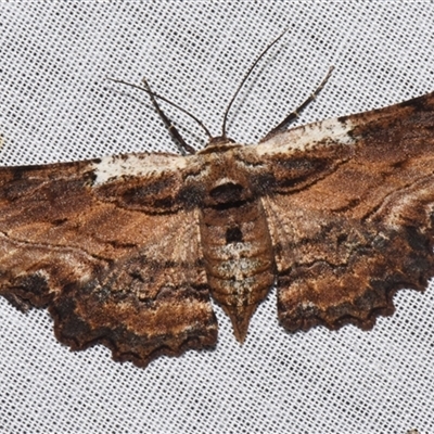 Pholodes sinistraria (Sinister or Frilled Bark Moth) at Sheldon, QLD - 9 Mar 2024 by PJH123