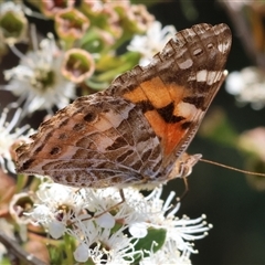 Vanessa kershawi (Australian Painted Lady) at West Wodonga, VIC - 23 Nov 2024 by KylieWaldon