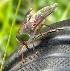 Dasybasis sp. (genus) at Kangaroo Valley, NSW - suppressed