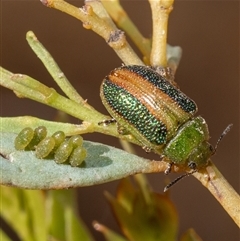 Calomela parilis (Leaf beetle) at Murrumbateman, NSW - 23 Nov 2024 by amiessmacro