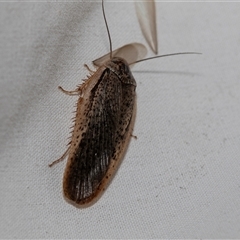 Calolampra sp. (genus) (Bark cockroach) at Higgins, ACT - 21 Nov 2024 by AlisonMilton