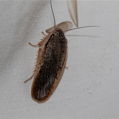 Calolampra sp. (genus) (Bark cockroach) at Higgins, ACT - 22 Nov 2024 by AlisonMilton