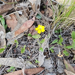 Goodenia hederacea subsp. hederacea (Ivy Goodenia, Forest Goodenia) at Bombay, NSW - 23 Nov 2024 by MatthewFrawley