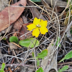 Goodenia hederacea subsp. hederacea at Bombay, NSW - 23 Nov 2024