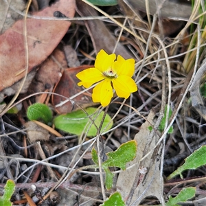 Goodenia hederacea subsp. hederacea at Bombay, NSW - 23 Nov 2024 04:57 PM