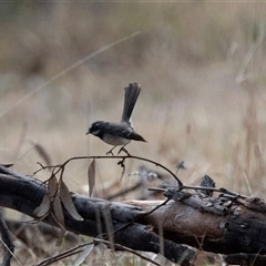 Rhipidura albiscapa (Grey Fantail) at Dunlop, ACT - 19 Nov 2024 by AlisonMilton