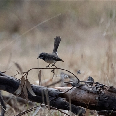 Rhipidura albiscapa (Grey Fantail) at Dunlop, ACT - 18 Nov 2024 by AlisonMilton