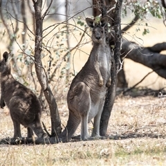 Macropus giganteus (Eastern Grey Kangaroo) at Dunlop, ACT - 19 Nov 2024 by AlisonMilton