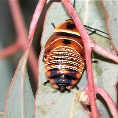 Ellipsidion australe (Austral Ellipsidion cockroach) at Dunlop, ACT - 18 Nov 2024 by AlisonMilton