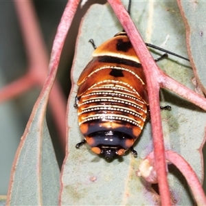 Ellipsidion australe (Austral Ellipsidion cockroach) at Dunlop, ACT by AlisonMilton