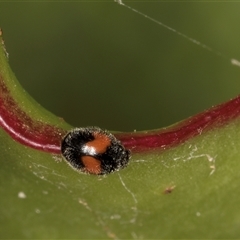 Diomus notescens (Little two-spotted ladybird) at Melba, ACT - 22 Nov 2024 by kasiaaus