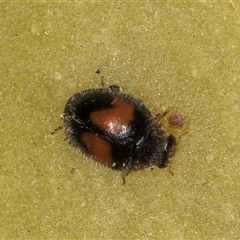 Diomus notescens at Melba, ACT - 22 Nov 2024 03:09 PM